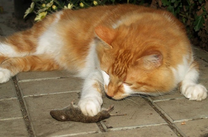 cat and mouse.JPG