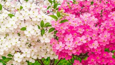 스트레스, 불안, 우울증을 치유하는 편안한 음악