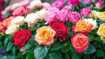최고의 음악은 스트레스로 인한 피로 해소에 도움이 될 것입니다. 신경계를 진정시킬 것입니