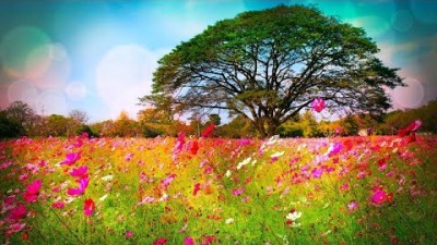 아름답고 편안한 음악, 평화로운 음악