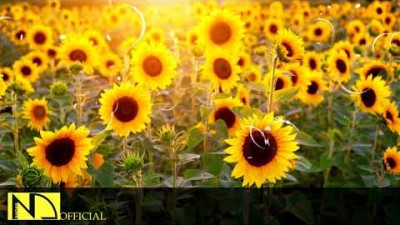 기분 좋아지는 밝은 음악 모음  스트레스 해소음악, 산뜻한 피아노 연주곡, 기분전환, 경쾌한 감성 피아노곡, 잠깨는 공부음악,독서,휴식,릴렉스 ♬ 기분좋은 힐링음악 10시간